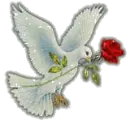 white dove with red rose