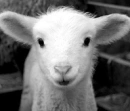 baby sheep