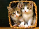 cute kitty