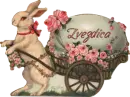 Easter Bunny - Zvezdica