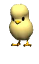 chick eating