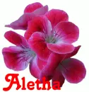 Aletha on Flower