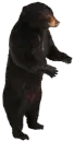 black bear standing