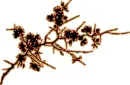 Blossom