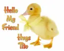 hello 