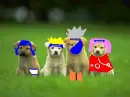 cachorrinho naruto