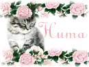Silver Cat and Roses Huma