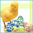 easter chick