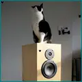 Cat Music.