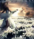 Field of Flowers