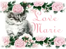 Silver Cat and Roses Love Marie
