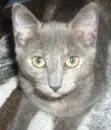Kitty
