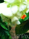 White flower