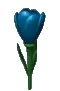 crocus flower