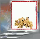 Dogs