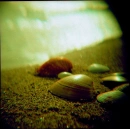 Seashells