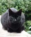 Black cat backy
