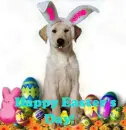 Happy Easter's