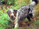 muddy aussie