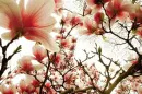Pink Flowers