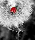 Lovely Ladybug