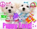 PUPPY LOVE(: