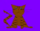 brown tabby