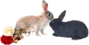 bunnies and roses