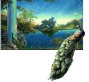 Peacocks