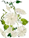 morning glories 