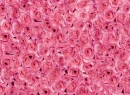 Roses Background