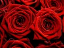 Red Roses Background