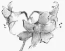 black and white flowers