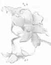 lite flower sketch