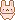 Cute bunny