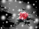 Keep Pure My Angel Carina Marie 