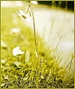 Wilted Daisy