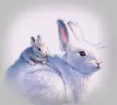 Bunnies