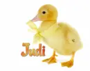 Duck Judi