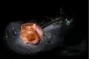 Rose Ani