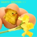 EASTER CHICK