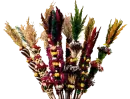 Palm