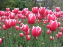 Mother Day Flower