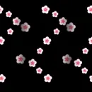 Flower on black background.