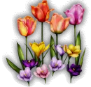 Tulip