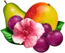 Fruits