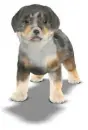 aussie/rottwieler