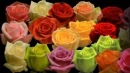 roses