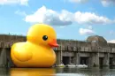 Giant Ducky