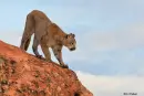 Cougar LEAP!